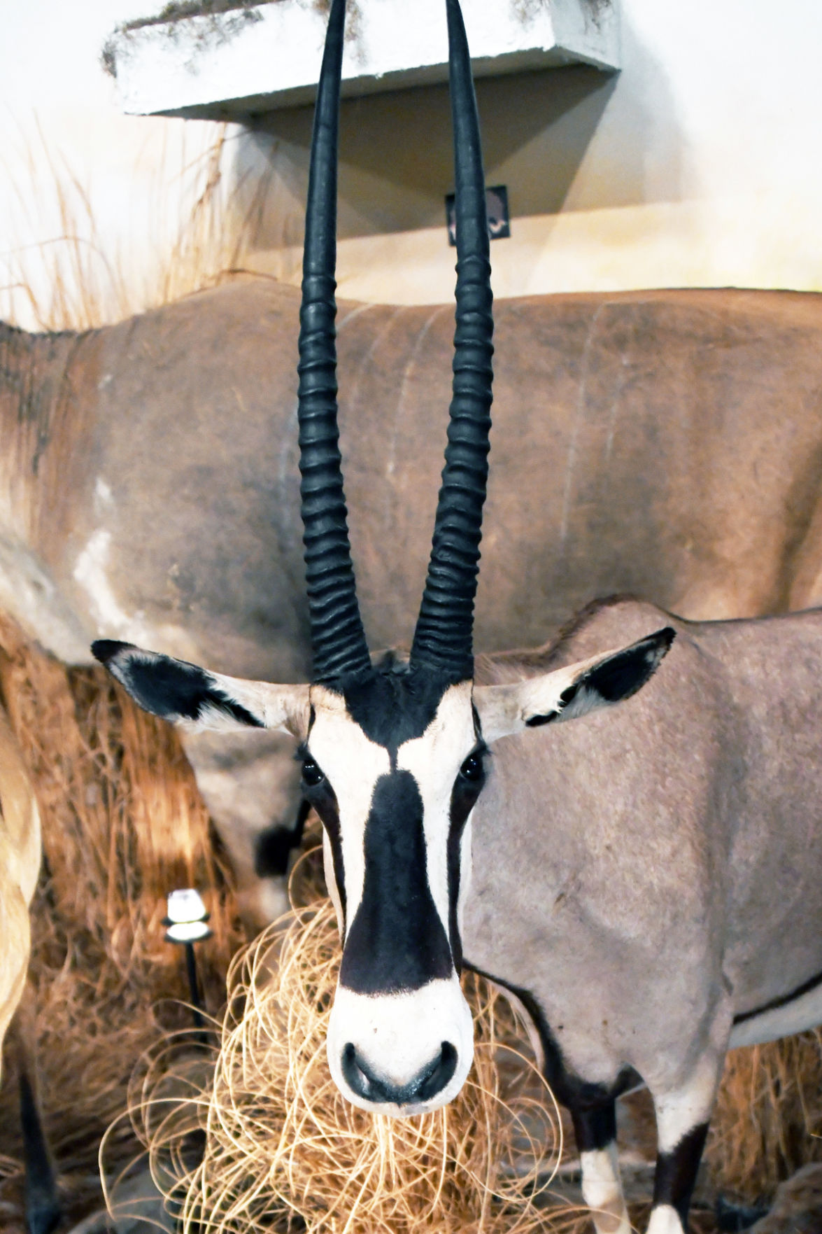 162 A Beisa Oryx from Kenya is one of the many animals on display.JPG